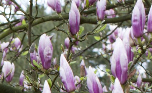 kasteeltuin brasschaat