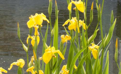 kleine tuin oud turnhout