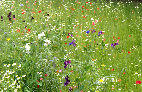 tuinaanleg bloemenweide Jan Joris TuinArchitectuur