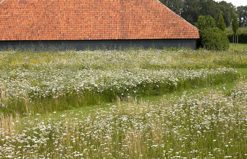 tuinaanleg bloemenweide Jan Joris TuinArchitectuur