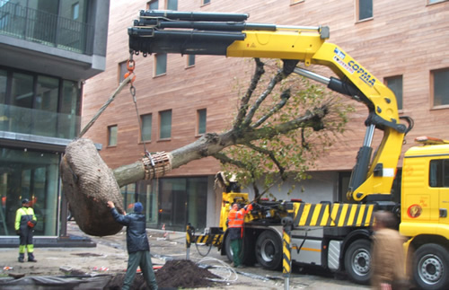 tuinaanleg verplanten boom Jan Joris TuinArchitectuur