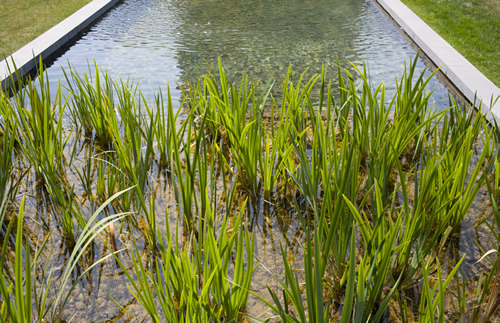 tuinaanleg zwemvijver Jan Joris TuinArchitectuur