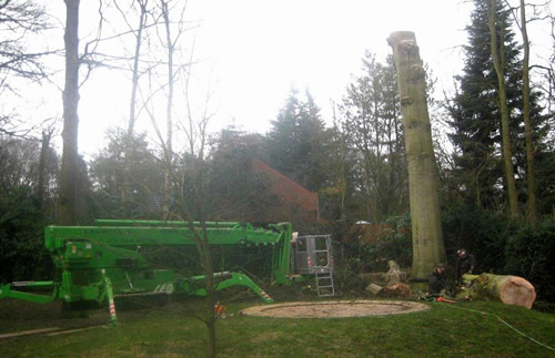 tuinaanleg rooien van bomen en struiken met hoogtewerker Jan Joris TuinArchitectuur