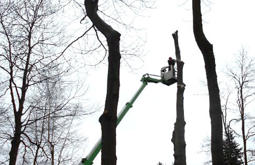 tuinaanleg rooien van bomen Jan Joris TuinArchitectuur