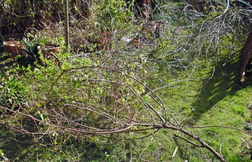 tuinonderhoud eenmalige opknapbeurt JanJoris TuinArchitectuur