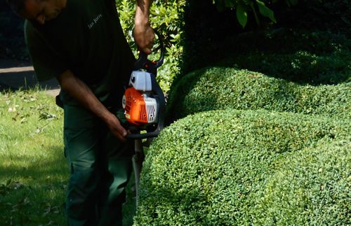 tuinonderhoud garden professional buxus snoeien - Jan Joris TuinArchitectuur