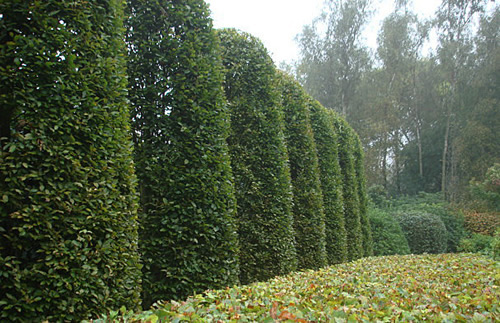 tuinonderhoud garden service Jan Joris TuinArchitectuur