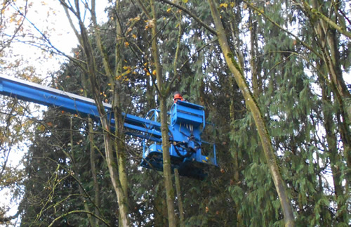 tuinonderhoud tree services JanJoris TuinArchitectuur